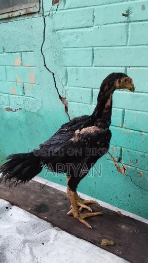 ফাইটার মোরগ