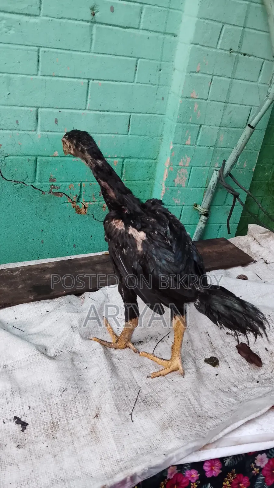ফাইটার মোরগ