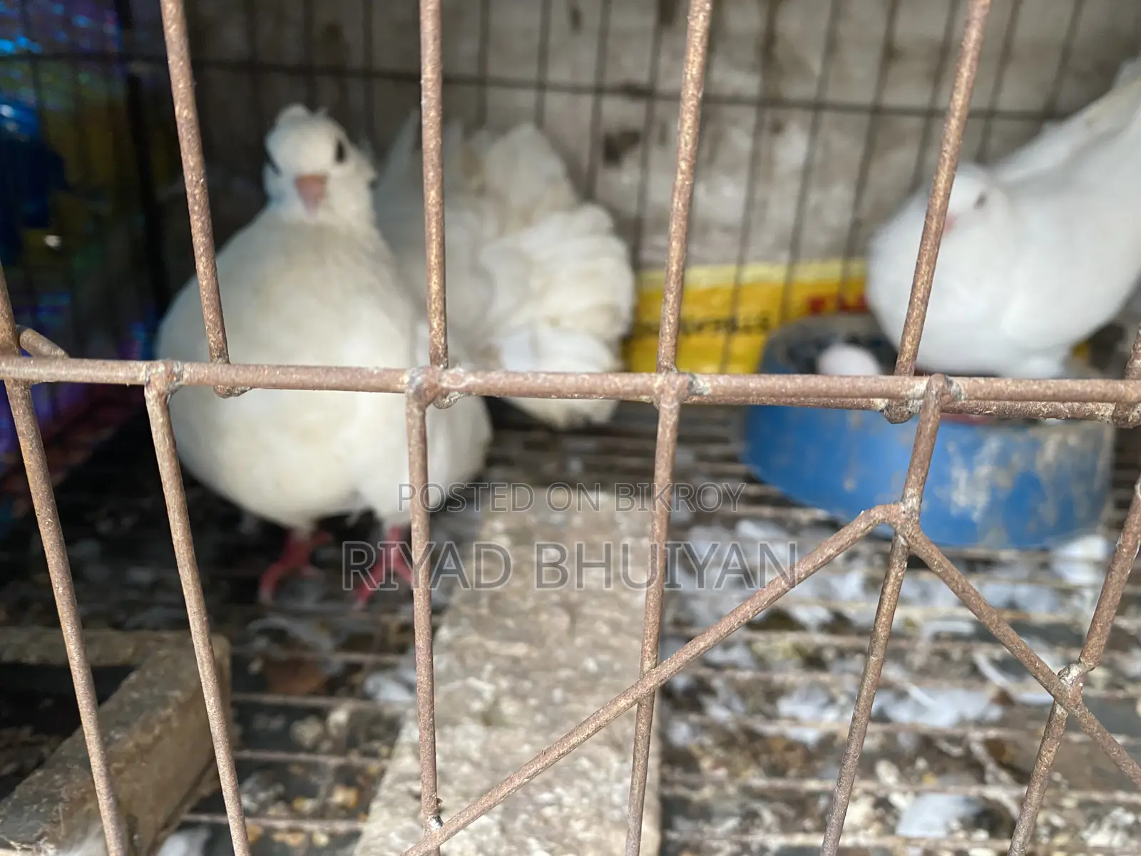 লোক্কা কবুতর
