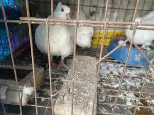লোক্কা কবুতর