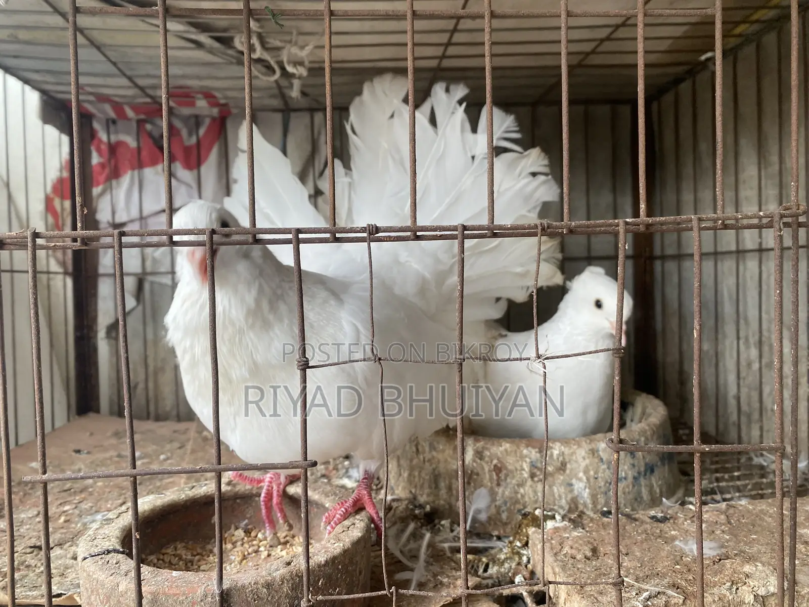 লোক্কা কবুতর