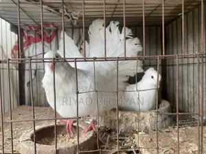 লোক্কা কবুতর