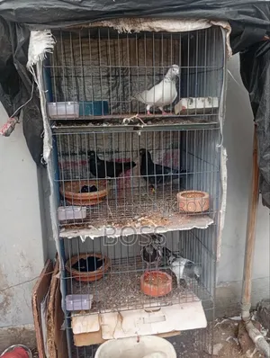 রানিং জোড়া কবুতর