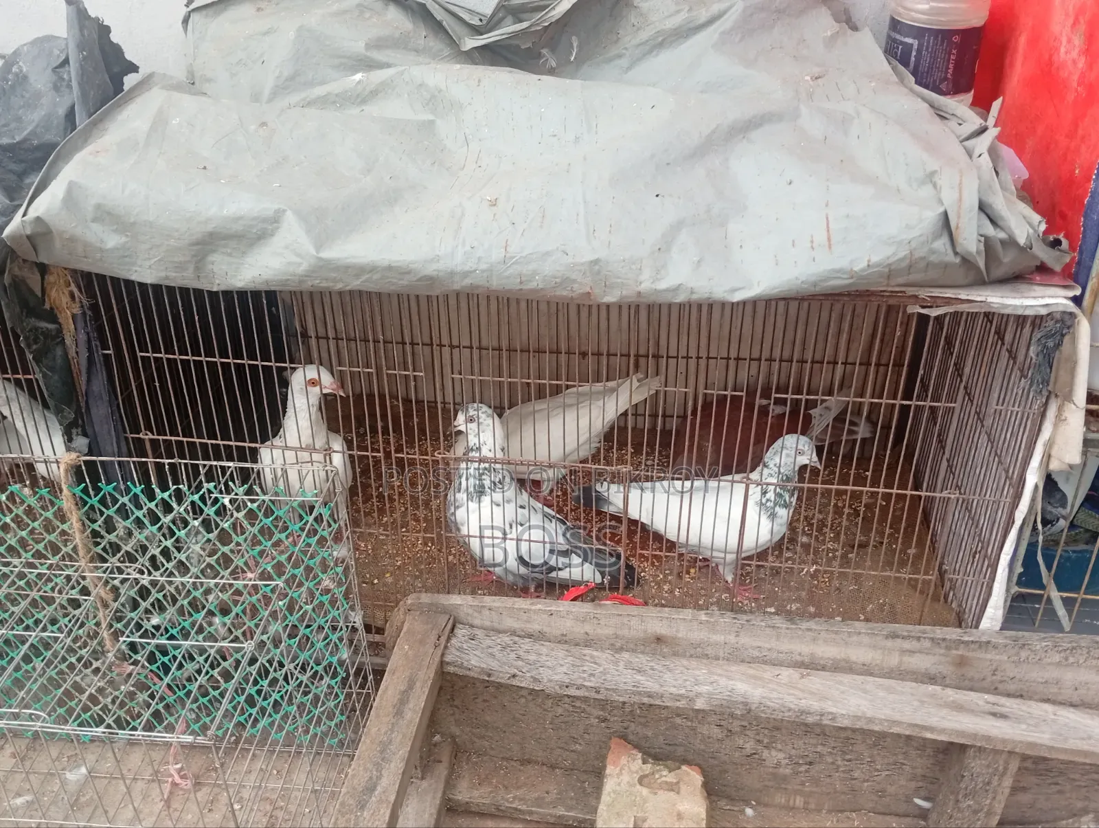 রানিং জোড়া কবুতর