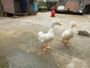 ২ টি সাদা ছেলে হাঁস