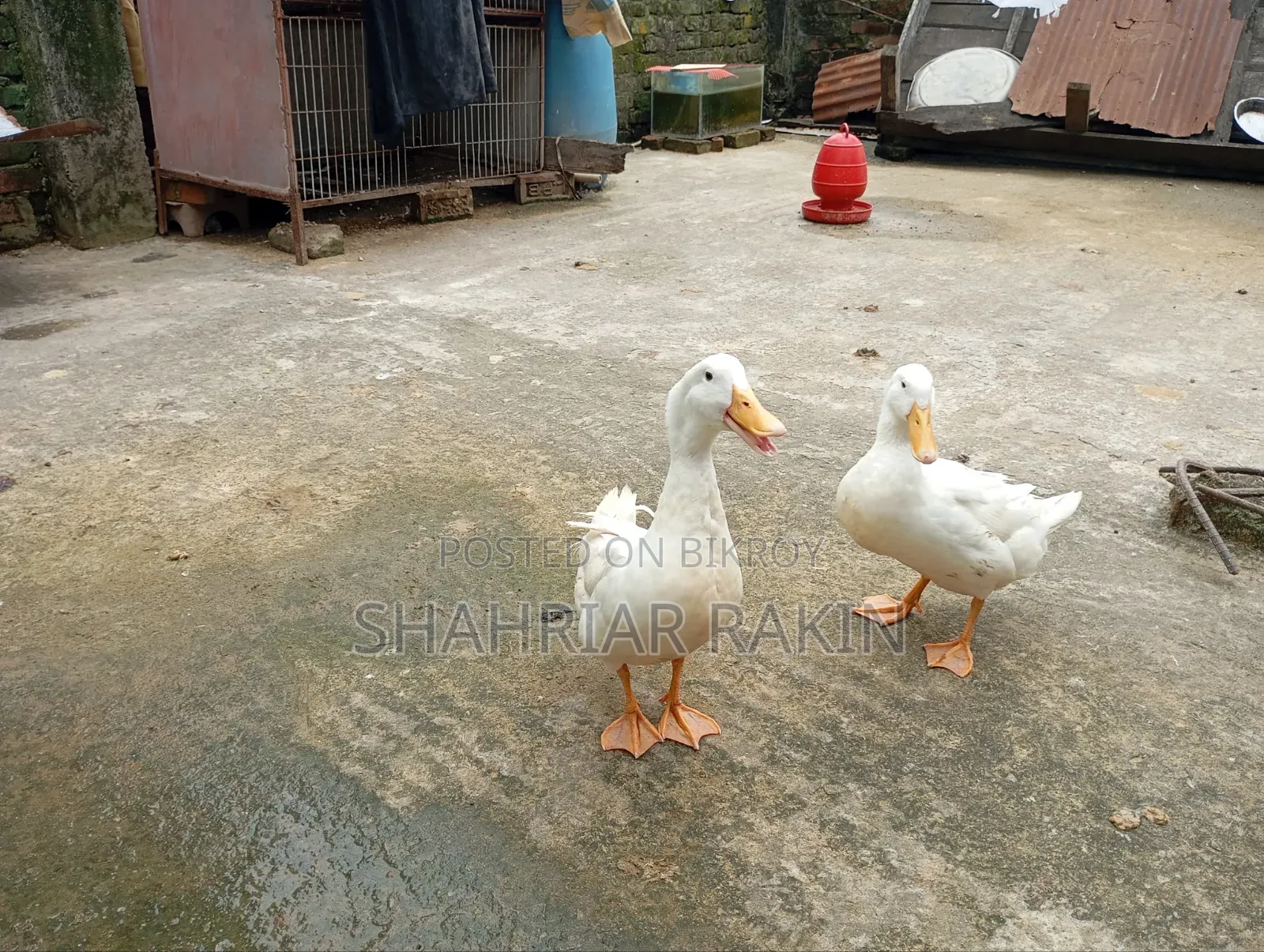 ২ টি সাদা ছেলে হাঁস