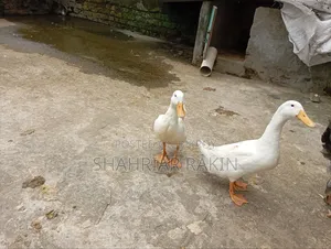২ টি সাদা ছেলে হাঁস