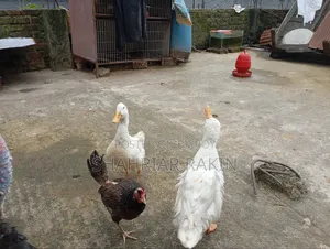 ২ টি সাদা ছেলে হাঁস