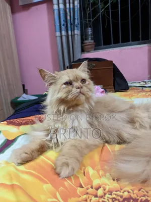 6-12 Months Female Purebred Persian