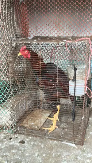 উন্নত জাতের দীর্ঘ ও শক্তিশালী আসিল মোরগ (High Quality Asil Rooster)