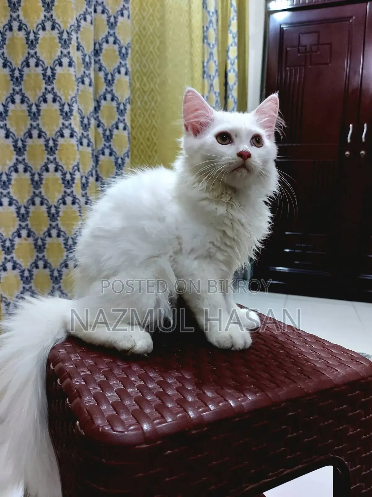 1-3 Months Male Mixed Breed Maine Coon