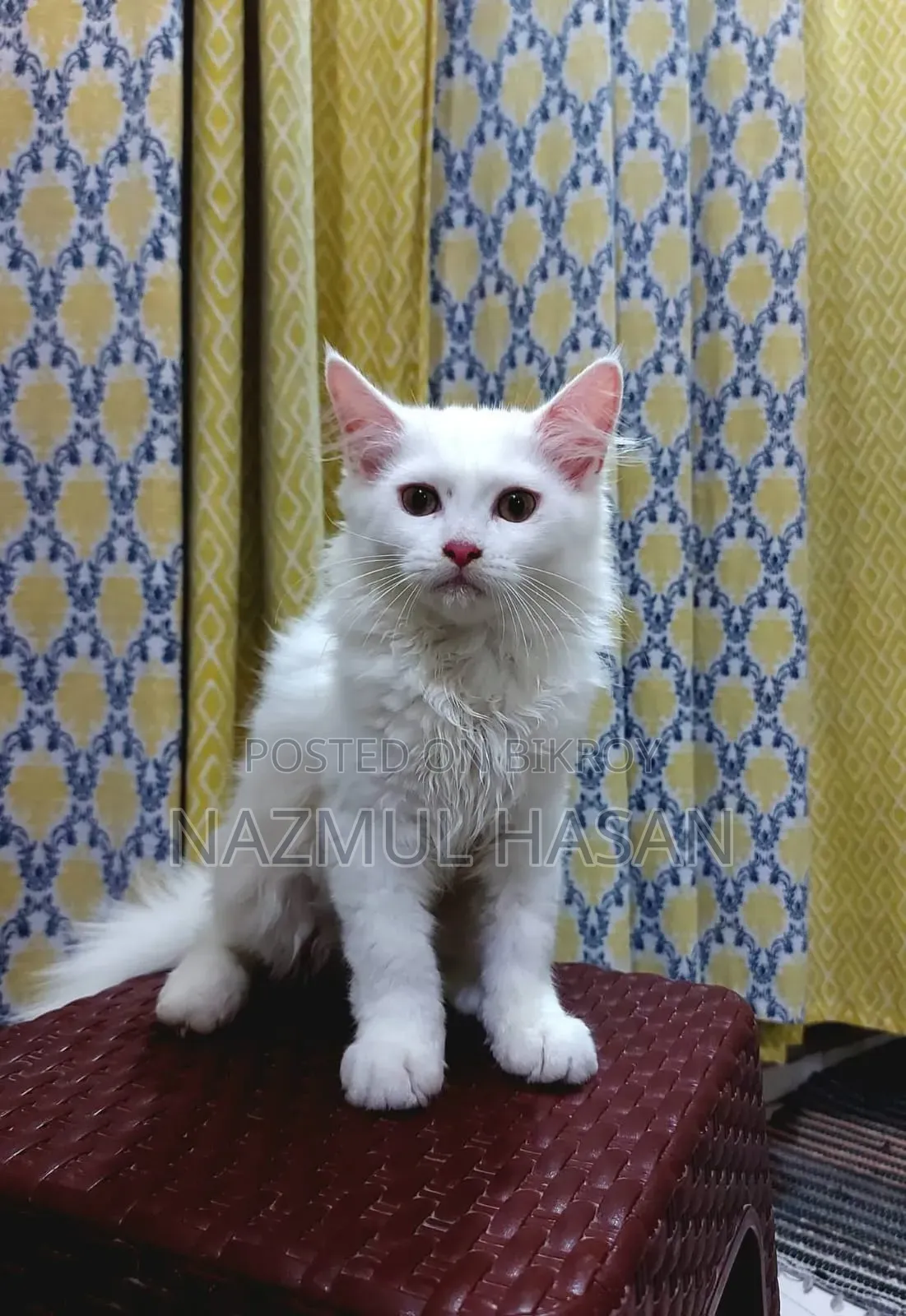 1-3 Months Male Mixed Breed Maine Coon