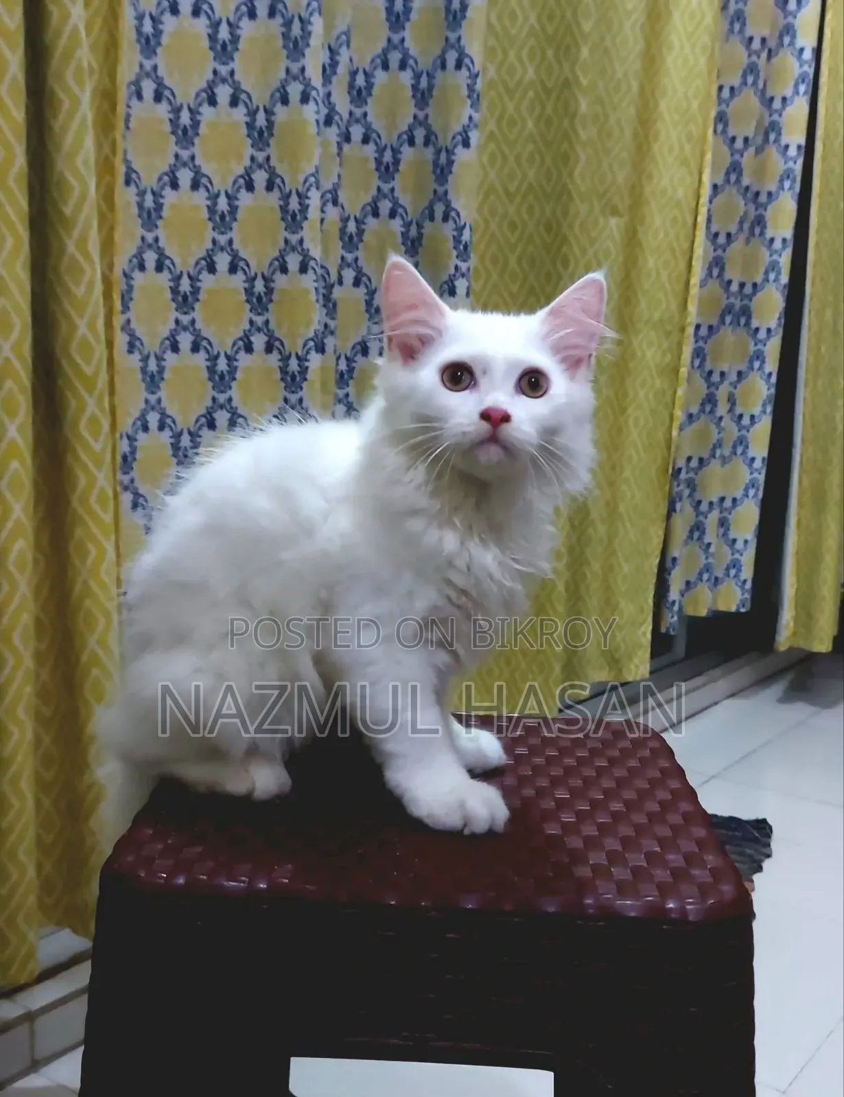 1-3 Months Male Mixed Breed Maine Coon