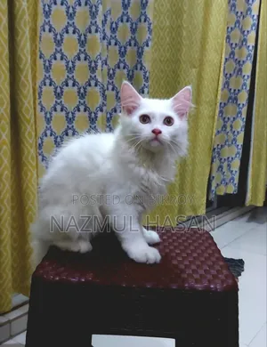 1-3 Months Male Mixed Breed Maine Coon