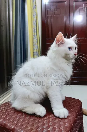 1-3 Months Male Mixed Breed Maine Coon