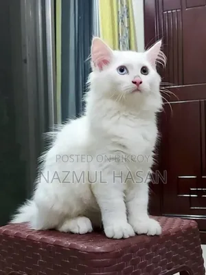 1-3 Months Male Mixed Breed Maine Coon