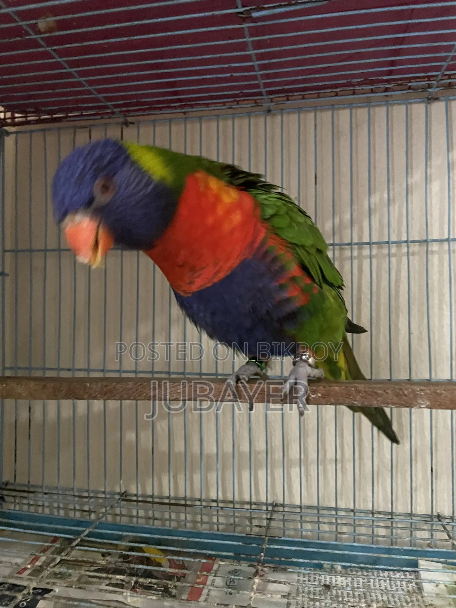Rainbow Lorikeet Female