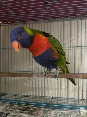 Rainbow Lorikeet Female