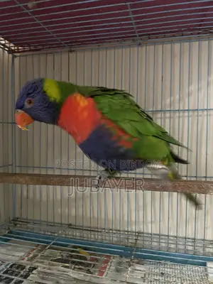 Rainbow Lorikeet Female