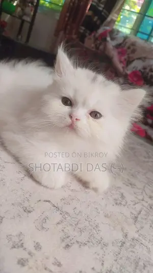 1-3 Months Female Purebred Persian