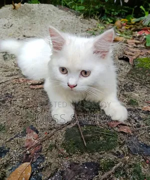 1-3 Months Female Purebred Persian Cat