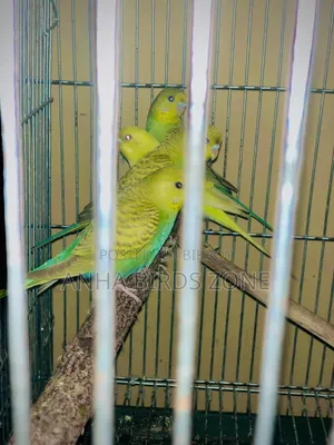 বাজরিগার ৩মাস এর ফিমেল বাচ্চা