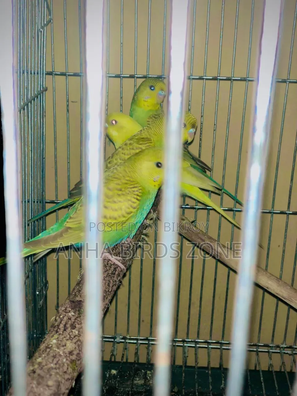 বাজরিগার ৩মাস এর ফিমেল বাচ্চা