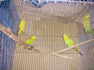বাজরিগার ৩মাস এর ফিমেল বাচ্চা