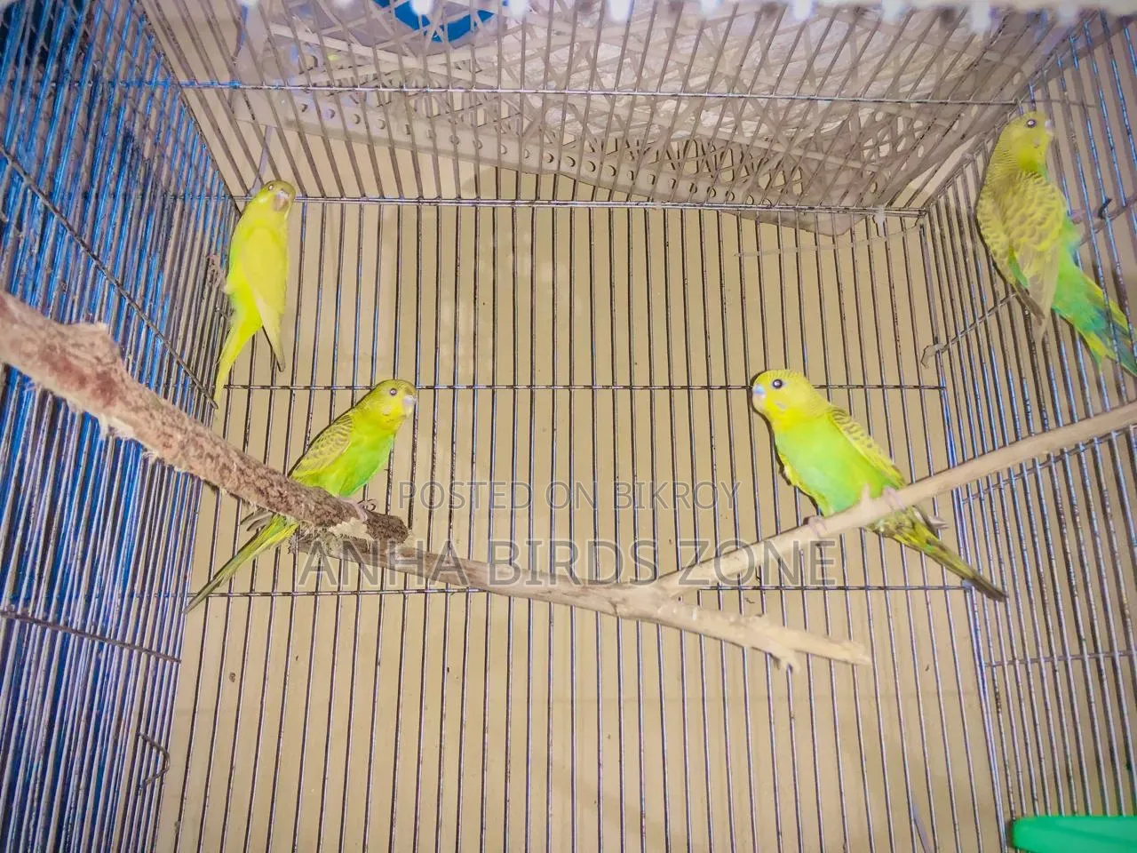 বাজরিগার ৩মাস এর ফিমেল বাচ্চা
