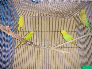 বাজরিগার ৩মাস এর ফিমেল বাচ্চা