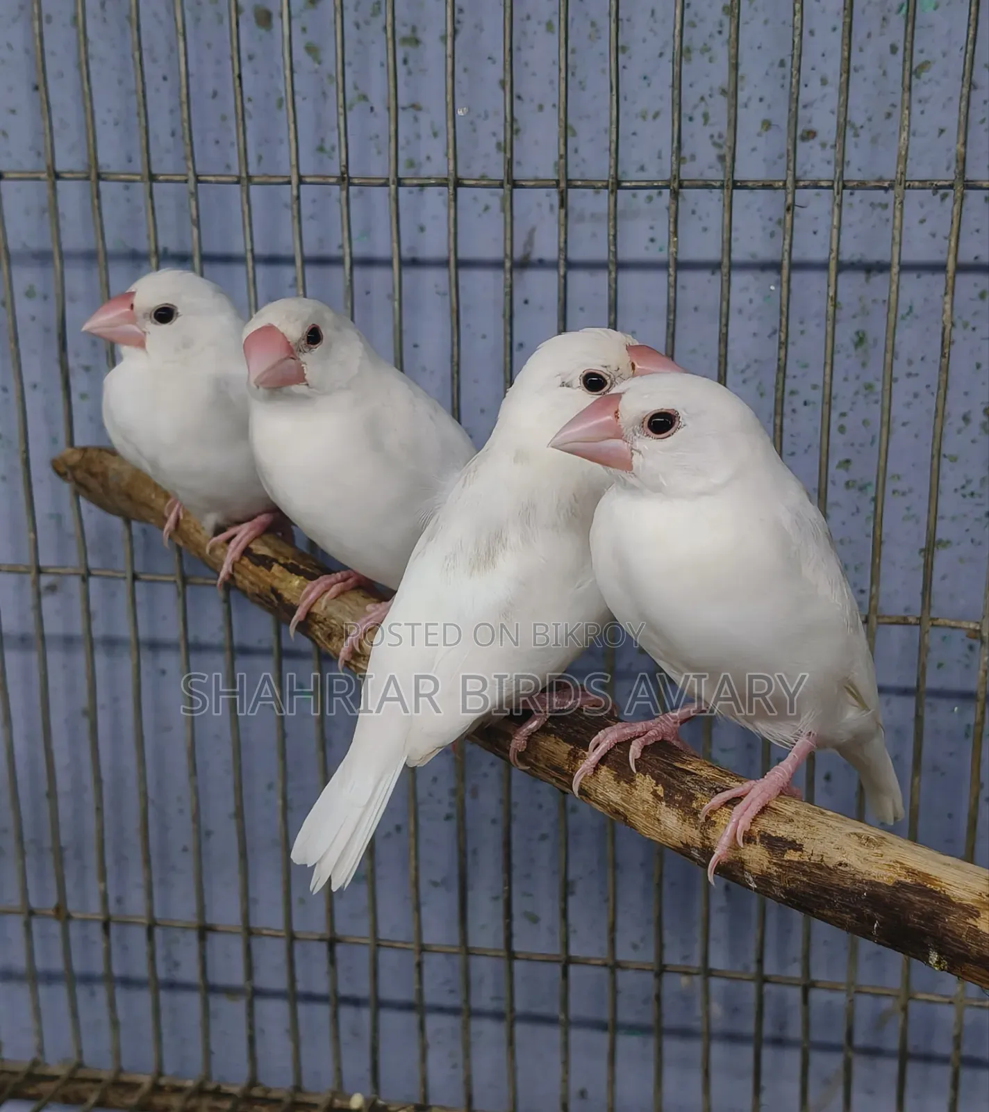 White Java Bird