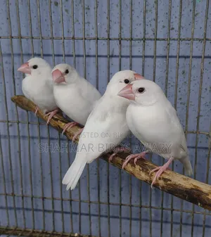 White Java Bird