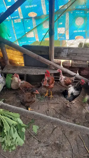 গৃহপালিত মুরগি