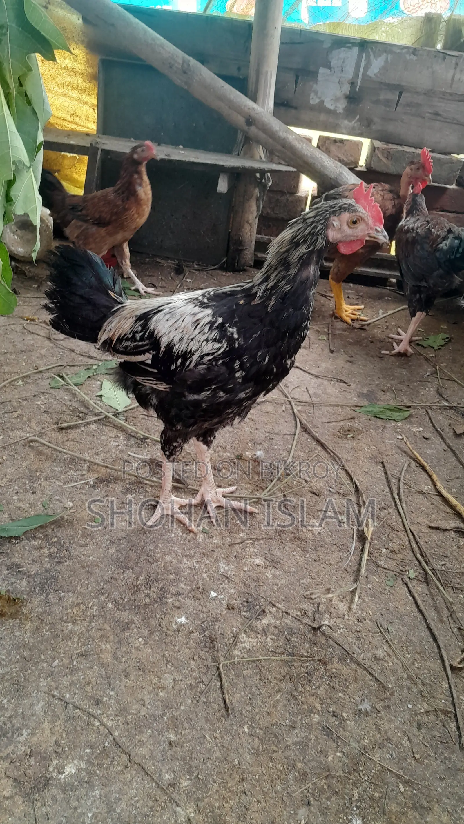গৃহপালিত মুরগি