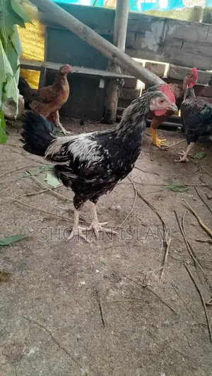 গৃহপালিত মুরগি