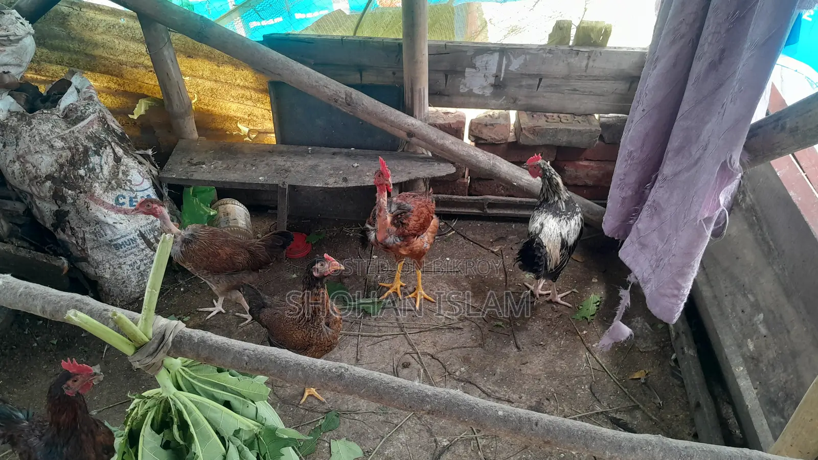 গৃহপালিত মুরগি