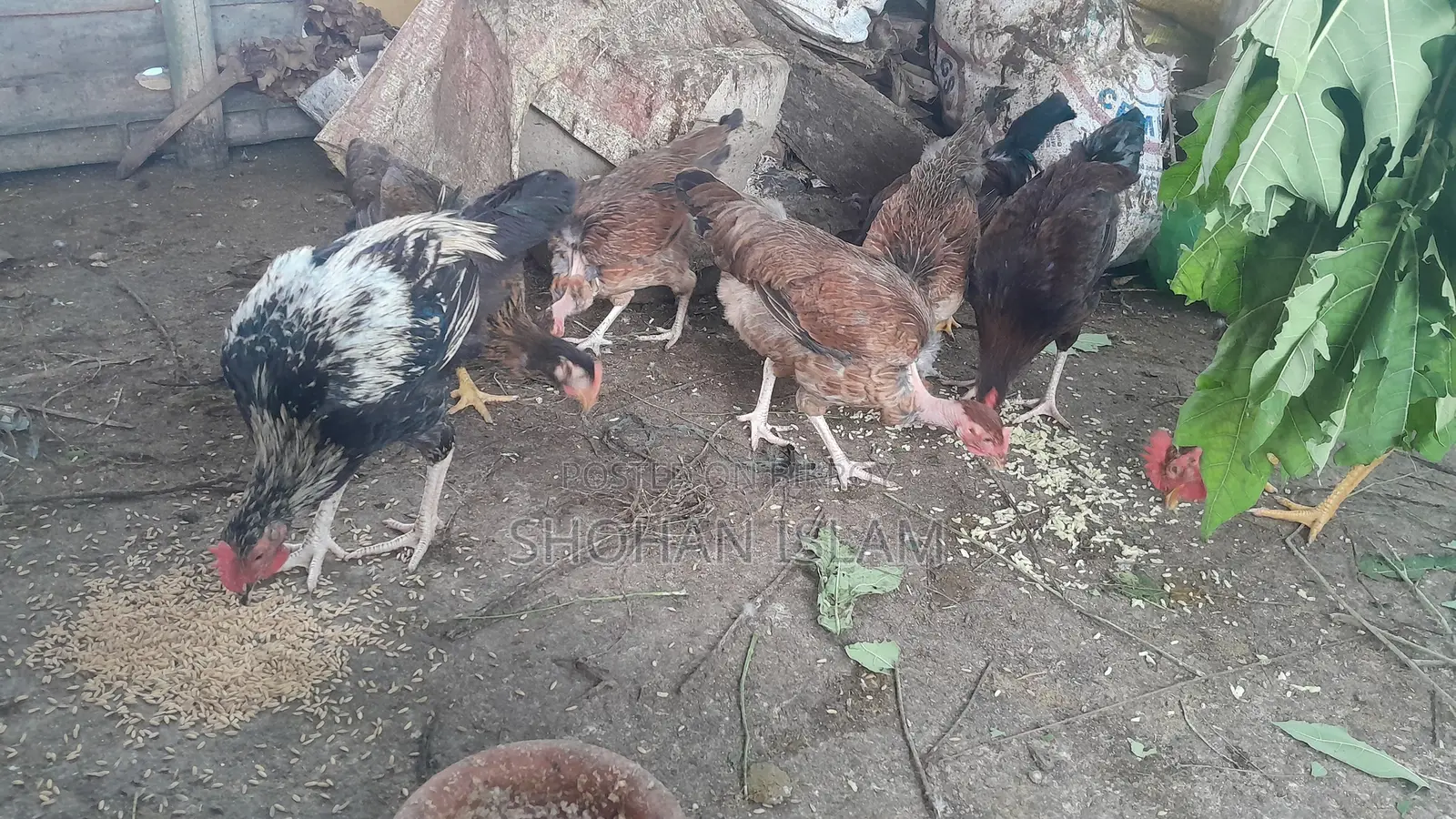 গৃহপালিত মুরগি