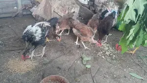 গৃহপালিত মুরগি