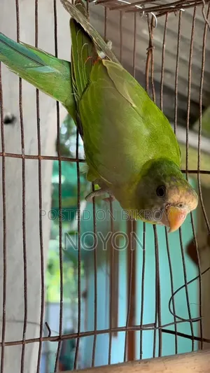 Parrot sell