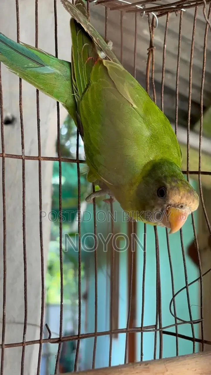 Parrot sell