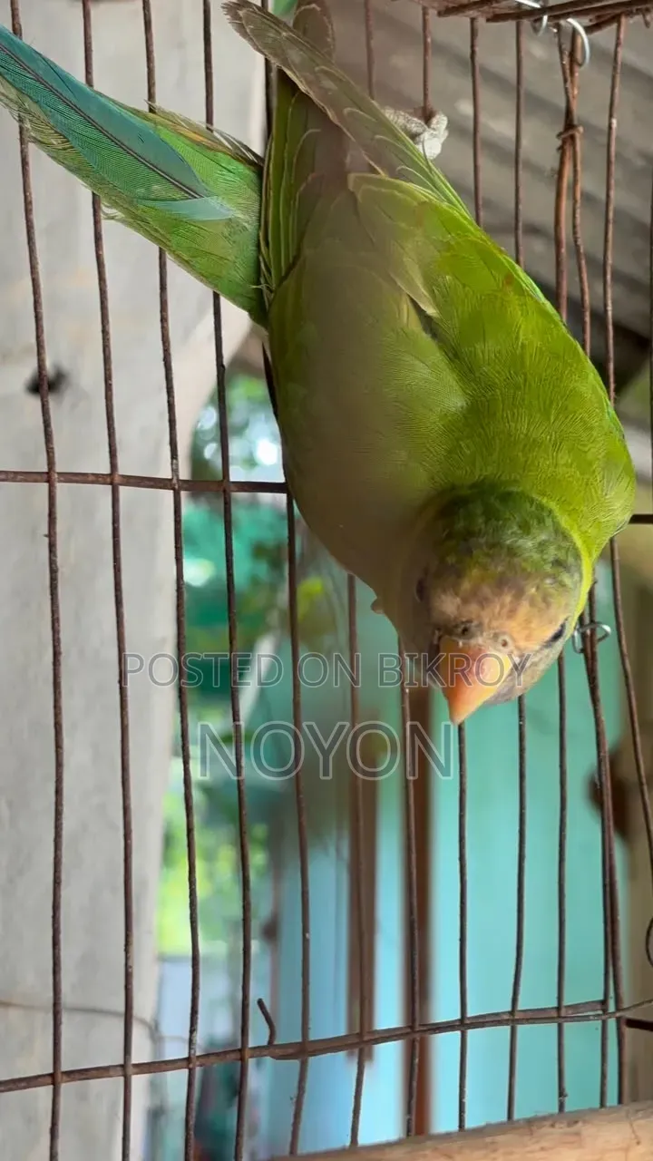 Parrot sell