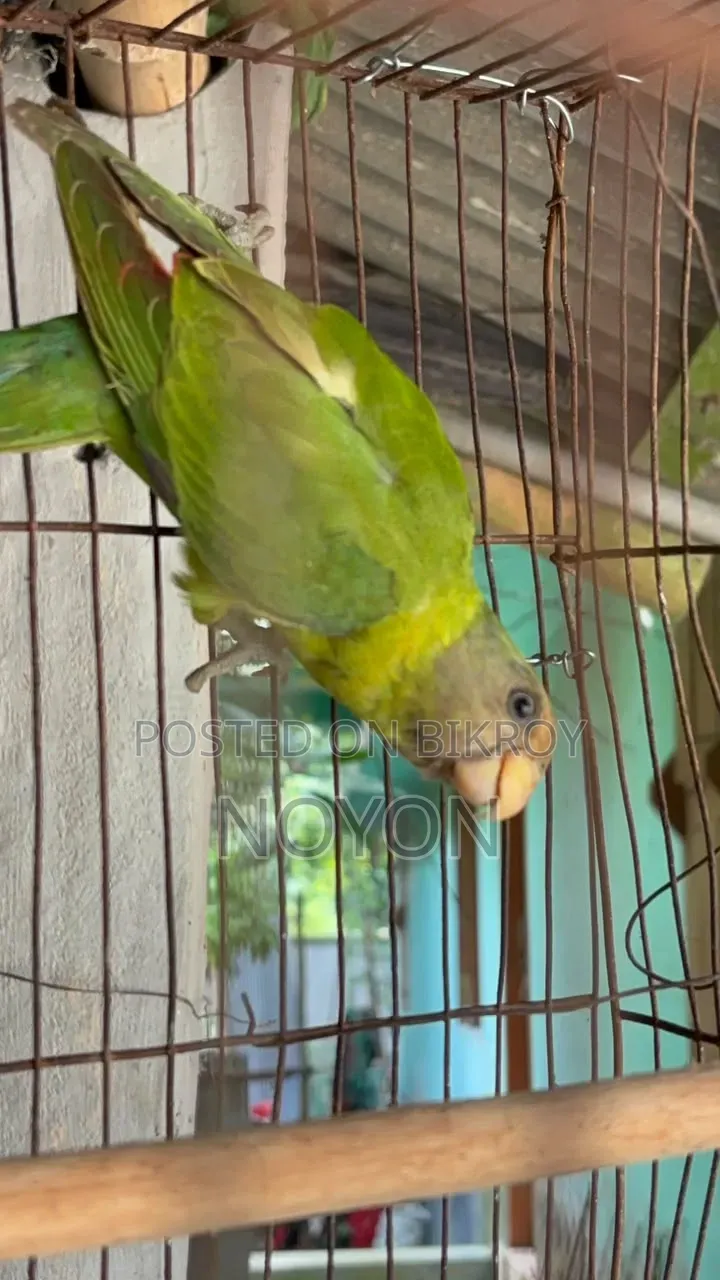 Parrot sell