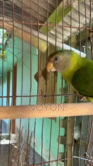 Parrot sell