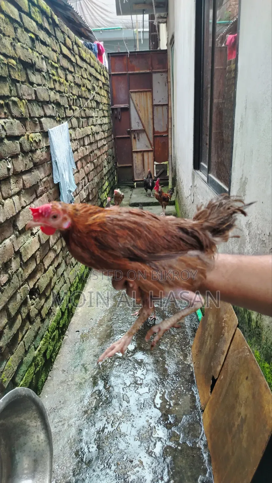দেশি মোরগ মুরগী
