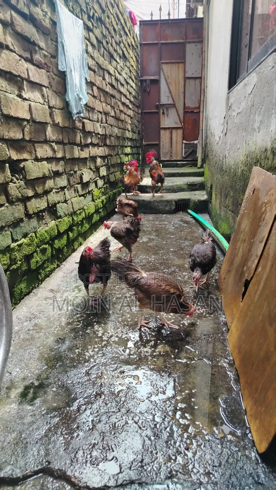 দেশি মোরগ মুরগী