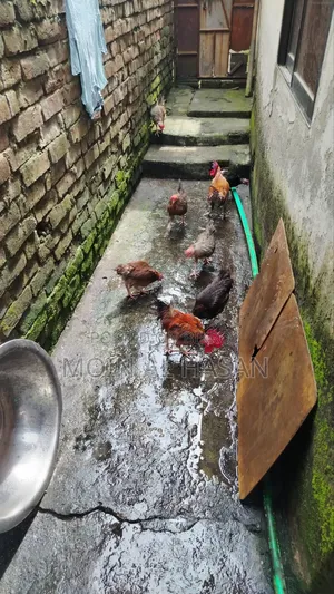 দেশি মোরগ মুরগী