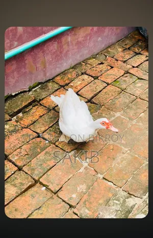 দুইটা Female চিনা হাঁস বিক্রি করা হবে।