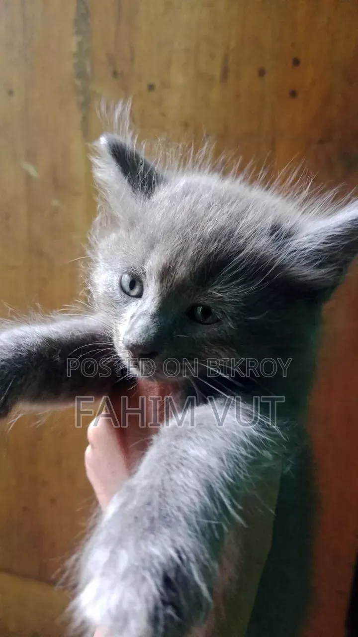 1-3 Months Male Mixed Breed Manx