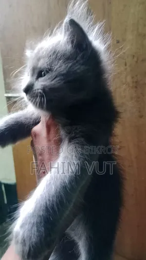 1-3 Months Male Mixed Breed Manx