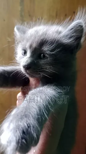 1-3 Months Male Mixed Breed Manx